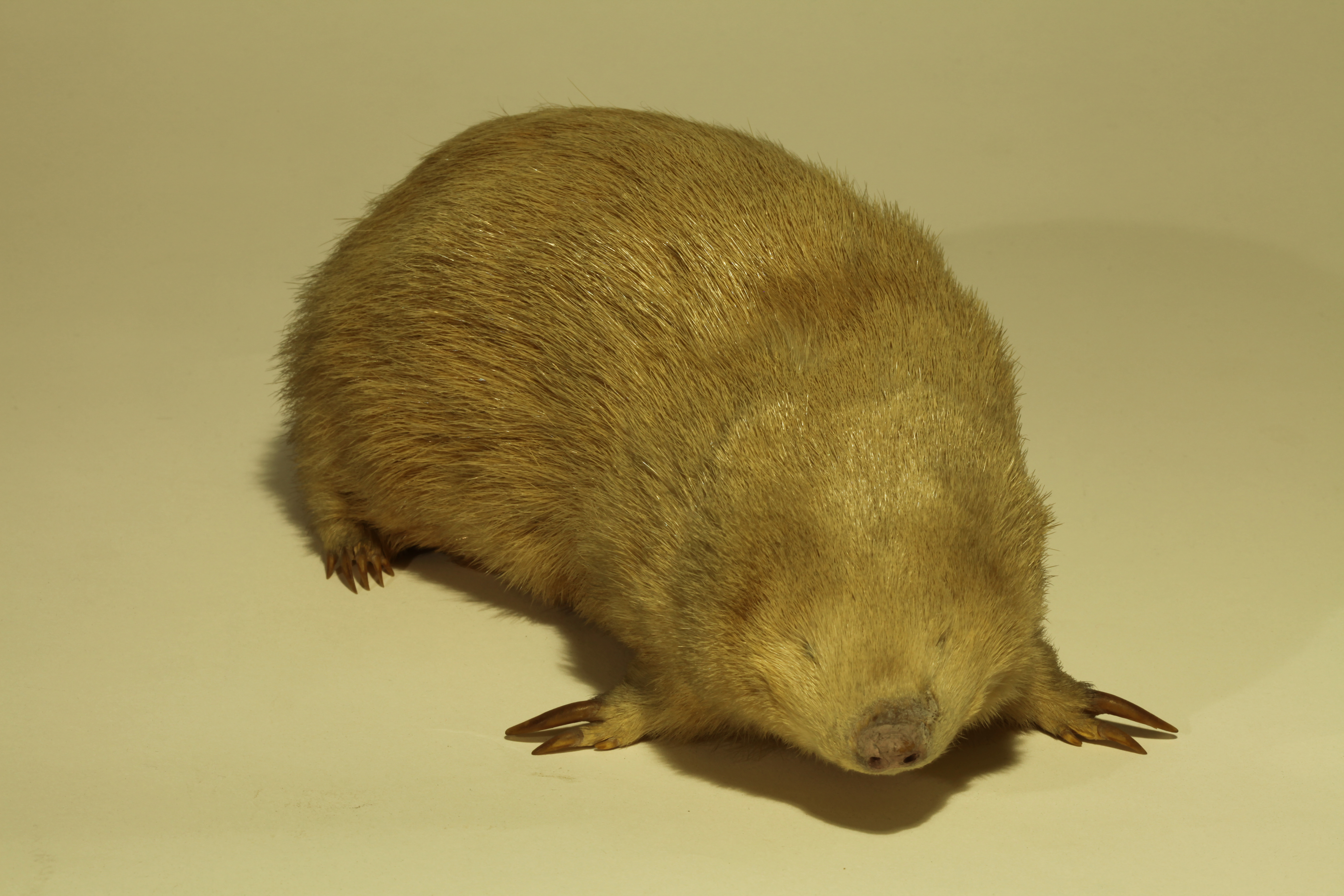 Giant Golden Mole, Chrysospalax trevelyani – Animal Bytes