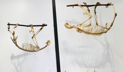 tree sloth skeletons