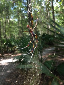 Female golden-orb web spider and web