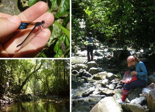 Photographs of a damselfly and scientists in the field