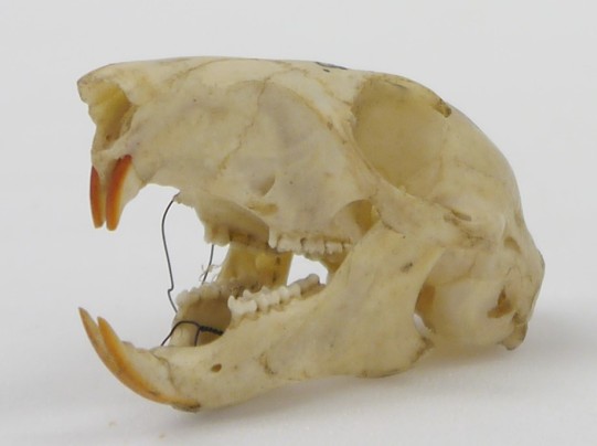 Photograph of the skull of a grey squirrel