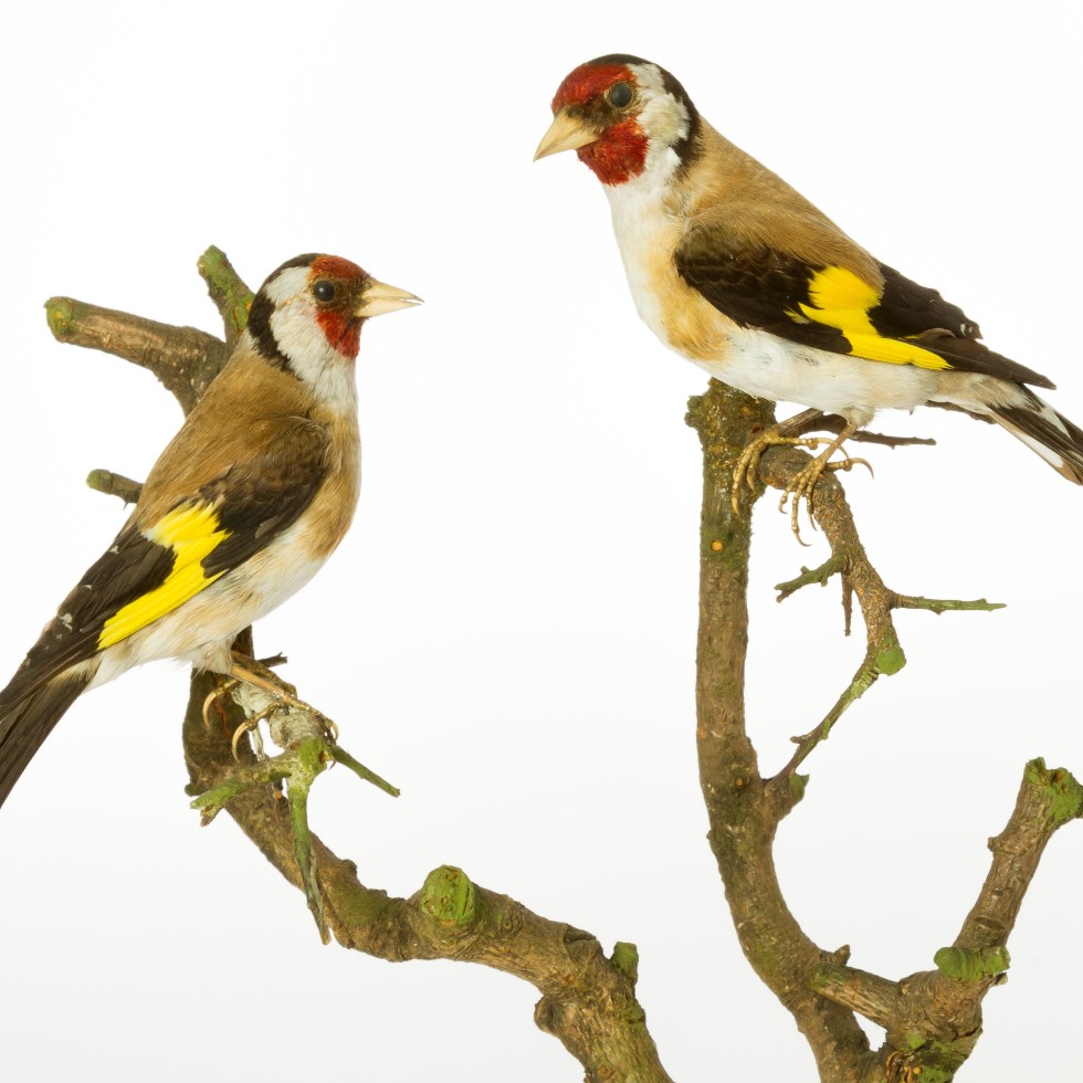 Photograph of a pair of goldfinch specimens on a branch