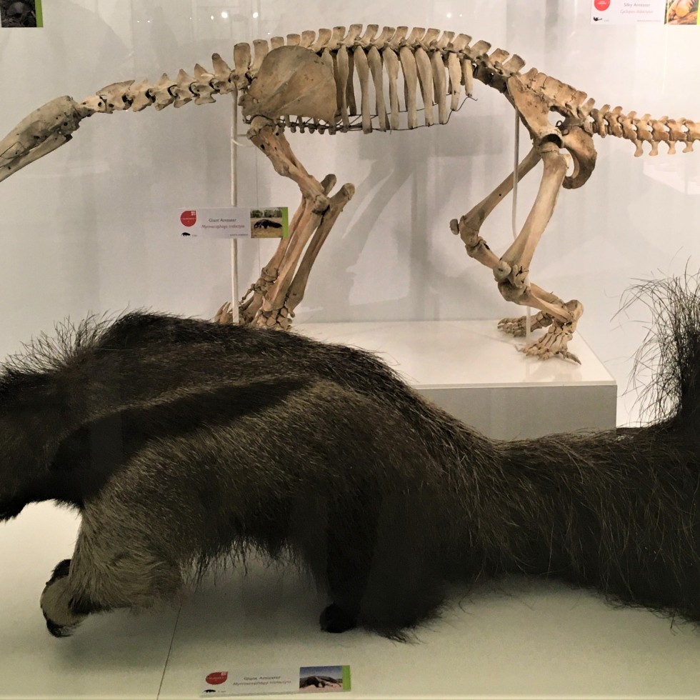 Photograph of a giant anteater skin and skeleton in the Museum of Zoology